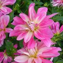Dahlia x 'Christine'